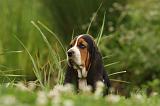 BASSET HOUND 066